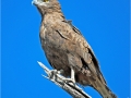 Brown Snake Eagle by Pat Billyard
