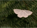 Common Whitewave Moth by Jill Howe