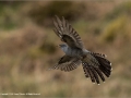 Cuckoo in Flight in the Rain by Jenny Webster