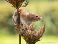 Harvest Mouse by Julie Hall