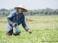 Hoang Farmworker by John Davidson