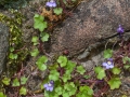 Ivy Leaved Toadflax by David Jellie