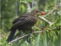 Juvenile Blackbird by Sheila Billingham