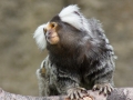 Marmoset Monkey by Gionatan D'Addea