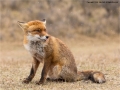 Red Dune Fox in Snowfall by Julie Hall