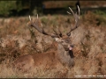 Resting Stag by Linda Allen-