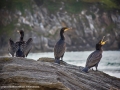 Restless Cormorants by Michael McIlvaney