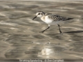 DonCampbell_StruttingSanderling