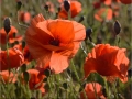 JanWalshaw_EveningPoppyField