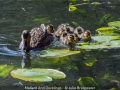 JulieBridgwater_MallardAndDucklings