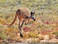 PatBillyard_RedKangaroo