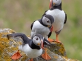 RichardChapman_Puffins