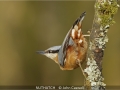 JohnCaswell_NUTHATCH