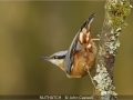 JohnCaswell_NUTHATCH