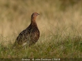 JohnDavidson_Grouse