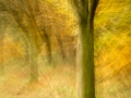 MichaelCross_AutumnTrees