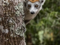 Peek a Boo by Jenny Webster