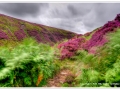 Windswept Peak District by Mike Childs