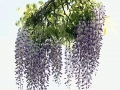 LizPerrins_Wisteria