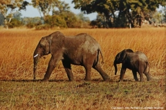 African-Elephants-by-Pat-Billyard