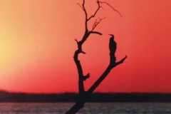 African-Sunset-by-Pat-Billyard