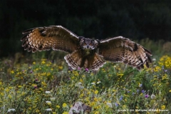 Eagle-Owl-by-Mal-Ogden