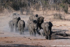 Elephant-Herd-by-Roger-Tyler