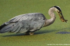 Grey-Heron-Catch-by-Jenny-Webster