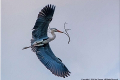 Heron-by-Sue-Vernon