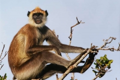 Langur-on-Lookout-by-Alan-Fackrell