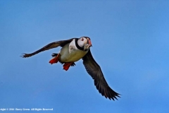 Puffin-With-Sand-Eels-by-Barry-Green