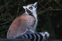 Ring-Tailed-Lemur-2-by-Alan-Fackrell