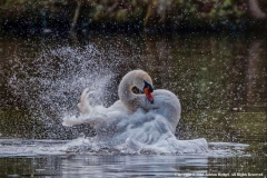 Swan-Spray-by-Adrian-Hedges