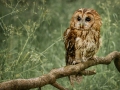 Ele-Rea_Tawny-Owl_1