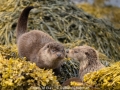 Richard-Chapman_Otters-At-Play_1