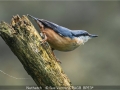 Sue-Vernon_Nuthatch_1