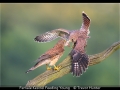 Trevor-Hunter_Female-Kestrel-Feeding-Young_1