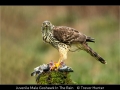 Trevor-Hunter_Juvenile-Male-Goshawk-In-The-Rain_1