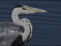 Charlotte-Mathews_Heron-Close-Up_1