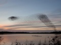 Malcolm-Wharton_Starling-Murmuration_1