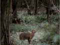 Monica-Vaness_Muntjac-Deer-In-The-Woods_1