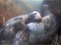 Andy-Kent_Grey-Seals_1