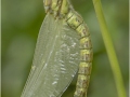 Rebekah-Nash_Migrant-Hawker-Awaiting-Wings-To-Harden_1