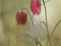 Sue-Vernon_Fritillaria_1