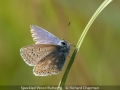 Richard-Chapman_Speckled-Wood-Butterfly_1