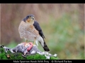 Richard-Parkes_Male-Sparrow-Hawk-With-Prey_1