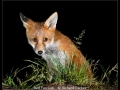 Richard-Parkes_Red-Fox-Cub_1