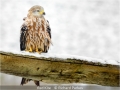 Richard-Parkes_Red-Kite_1