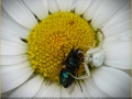 crab spider with prey