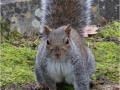 Tony-Slade_EASTERN-GREY-SQUIRREL_1